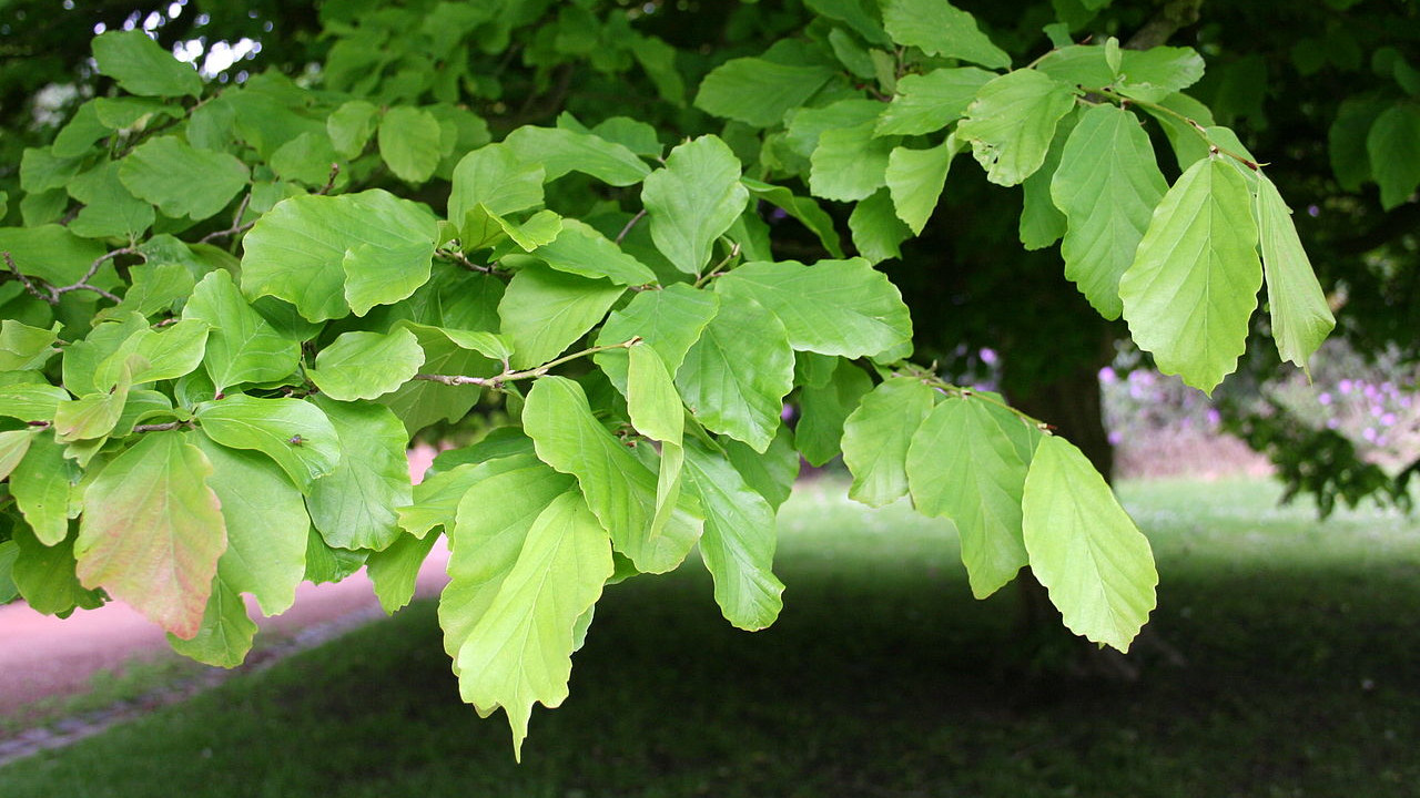 Eisenholzbaum Blätter