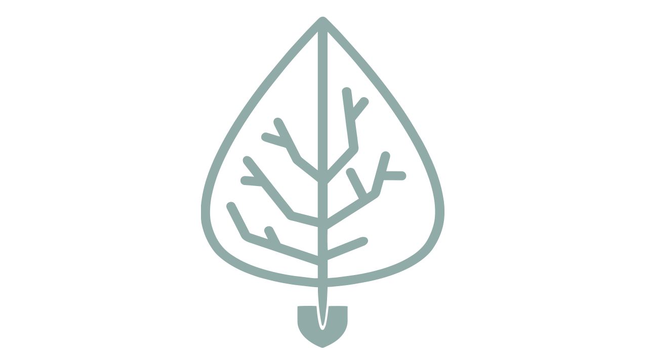 Säulen-Eisenholzbaum – Persian Spire
