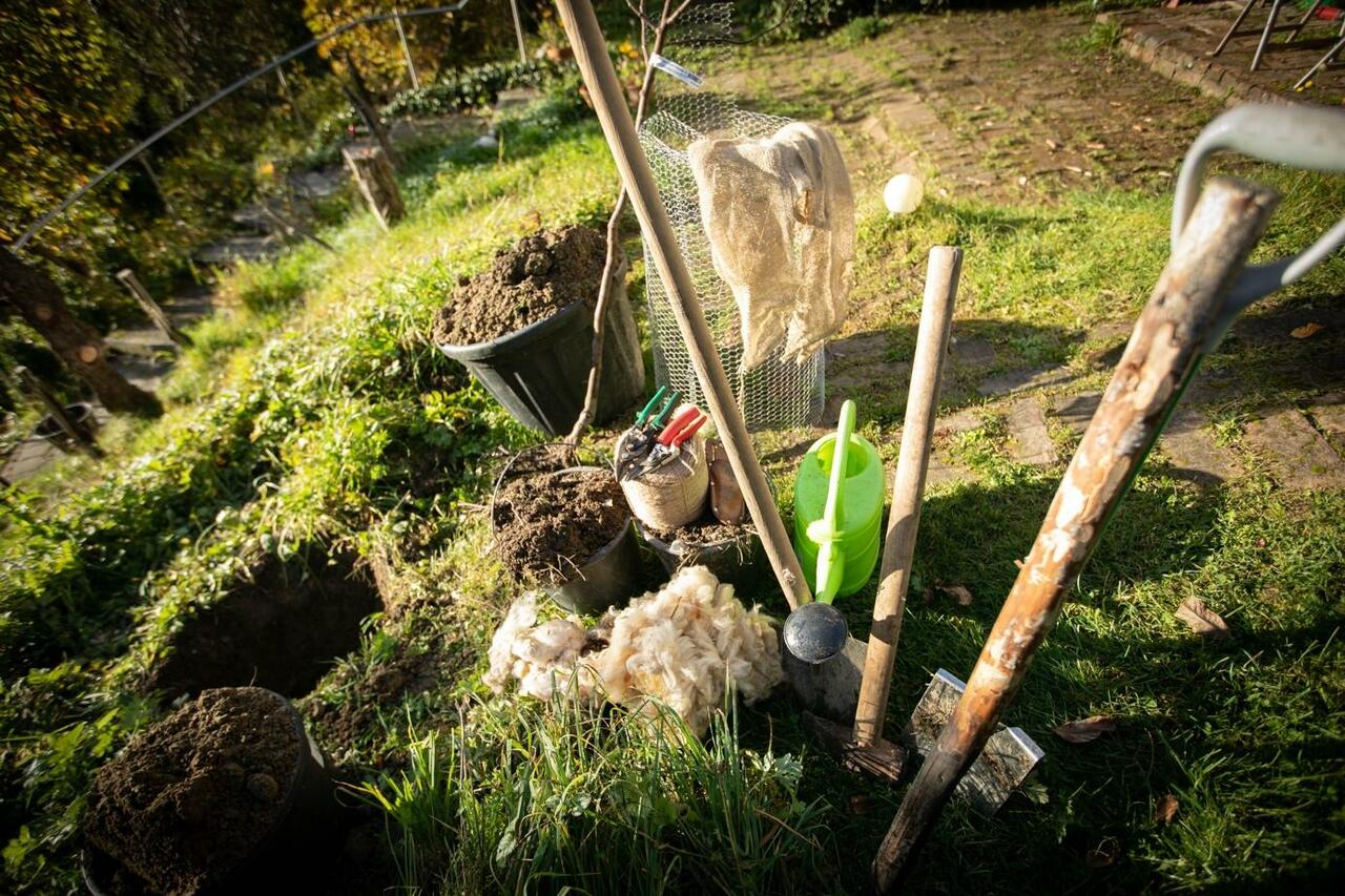 Wie pflanzt man einen Obstbaum? go plant a tree!