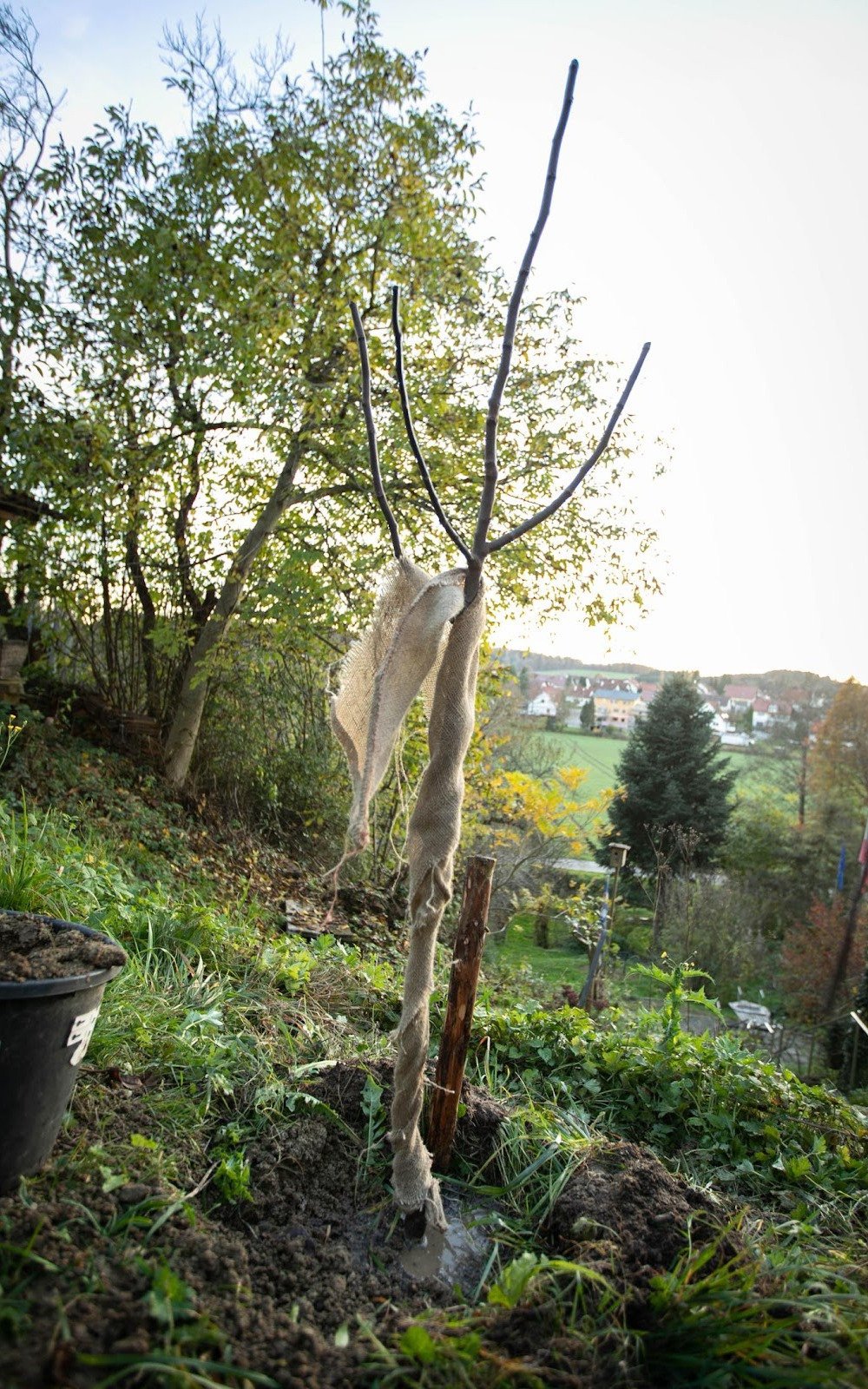 Wie pflanzt man einen Obstbaum? go plant a tree!