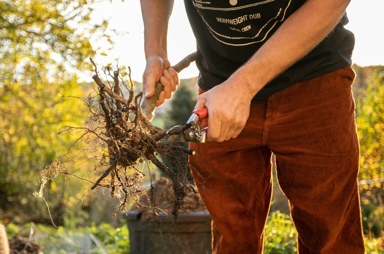 Wie pflanzt man einen Obstbaum? go plant a tree!