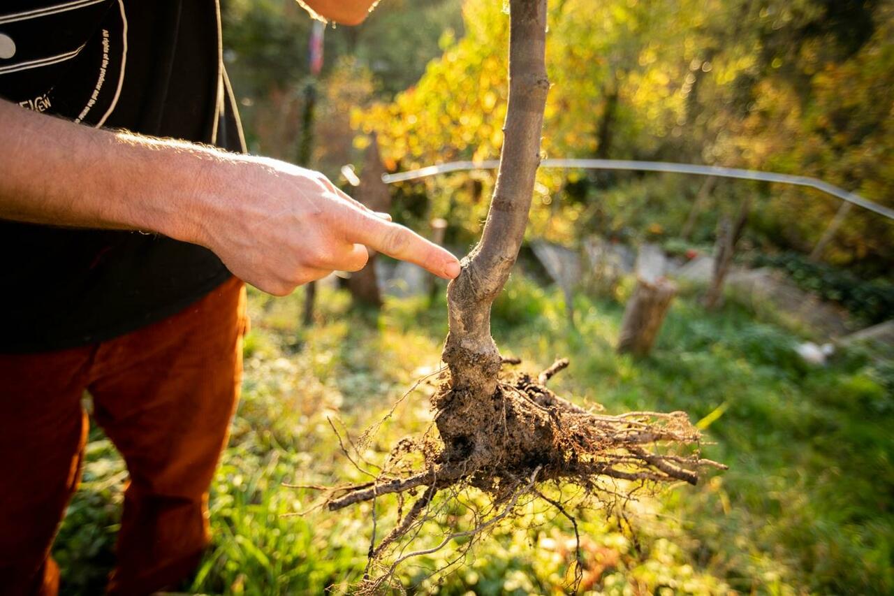 Wie pflanzt man einen Obstbaum? go plant a tree!