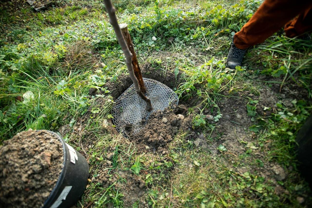 Wie pflanzt man einen Obstbaum? go plant a tree!