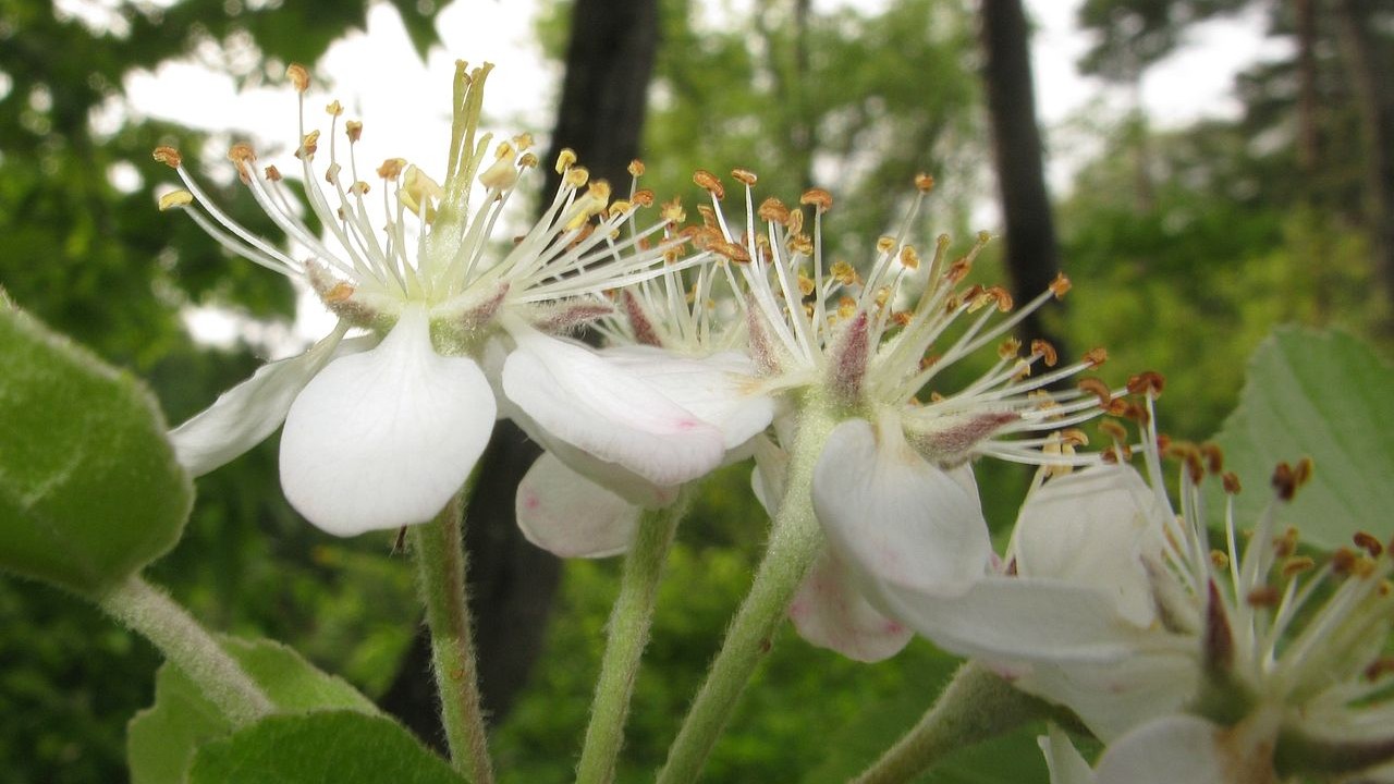 Wollapfel Blüte