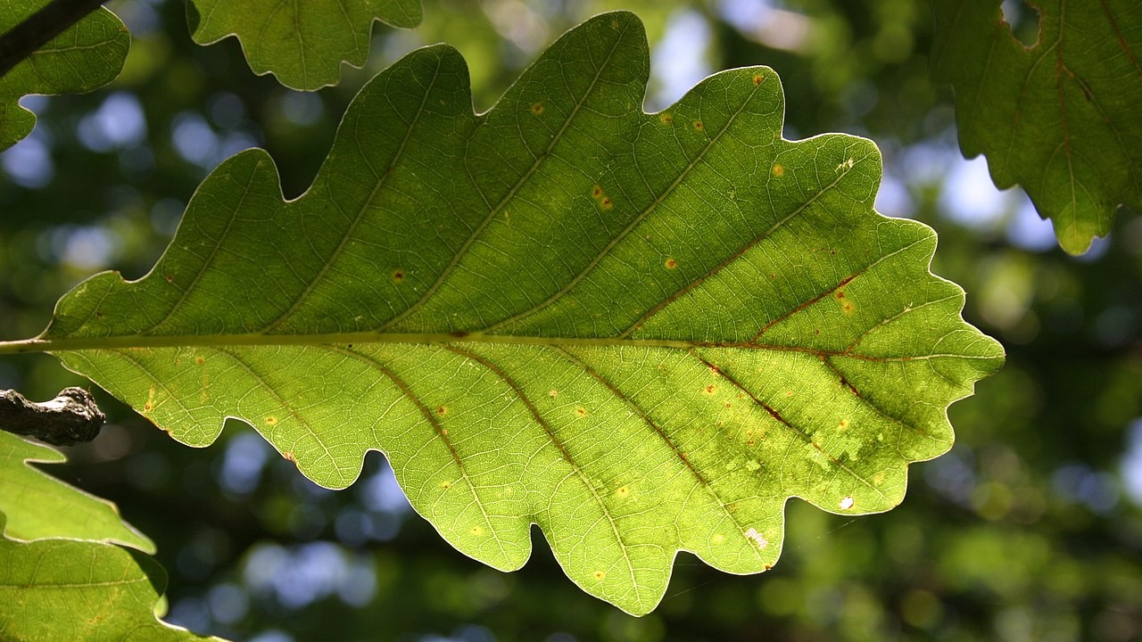 Fastigiata Koster Blatt